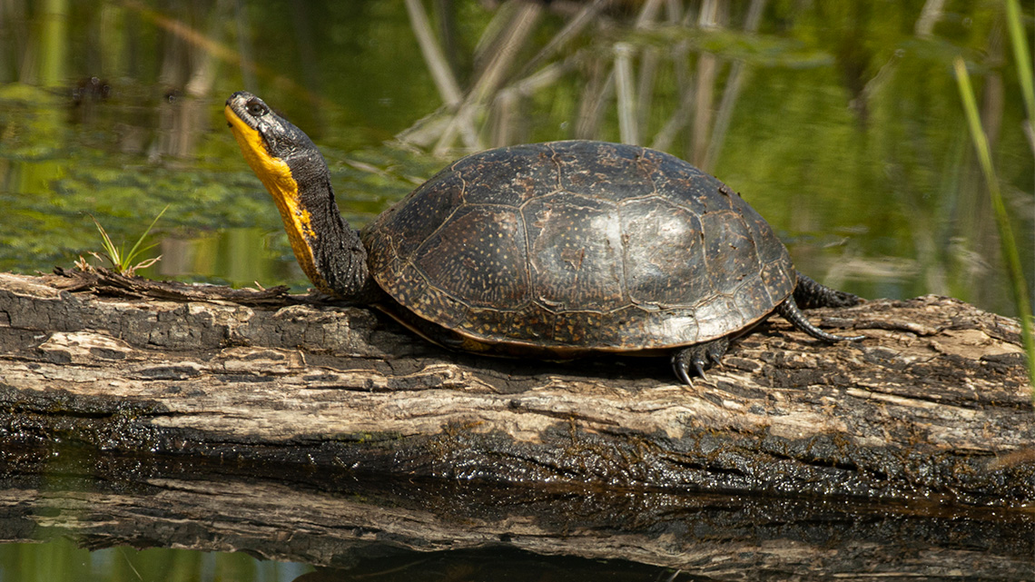 A female blanding turtle sits on a log on the water with her face and neck turned upwars towards the sun.