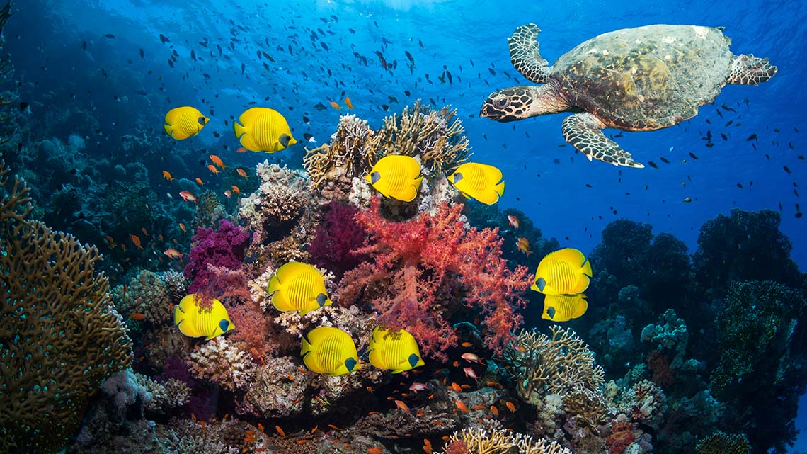 A coral reef with a variety of fish, a turtle and other aquatic life.