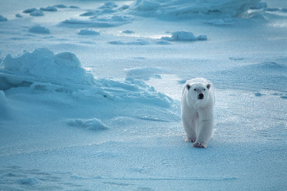 A polar bear walking along a frozen Arctic surface.