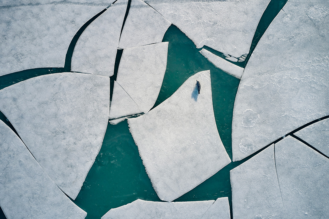 Sheets of ice broken into large jagged pieces with a fish on top of the center piece.