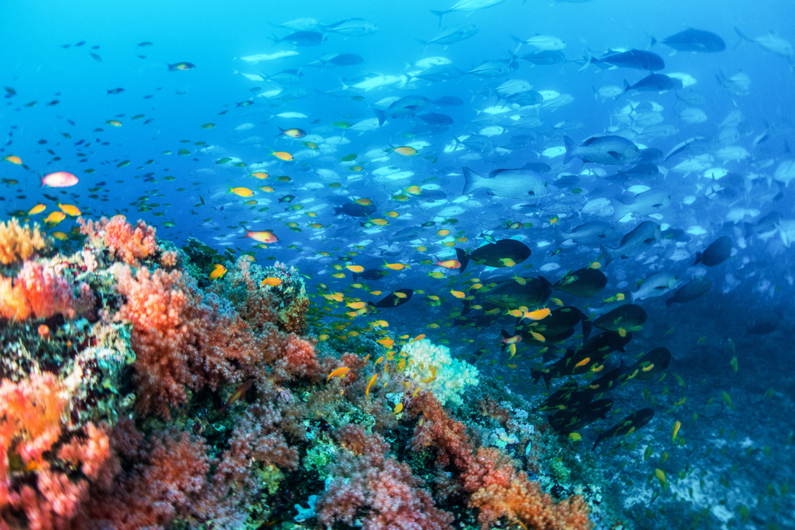 A coral reef with a variety of fish and aquatic life.