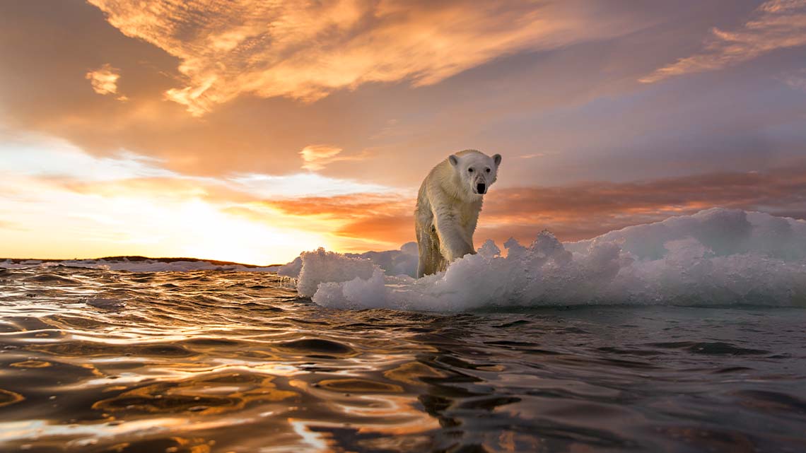 A polar bear standing on an iceberg.