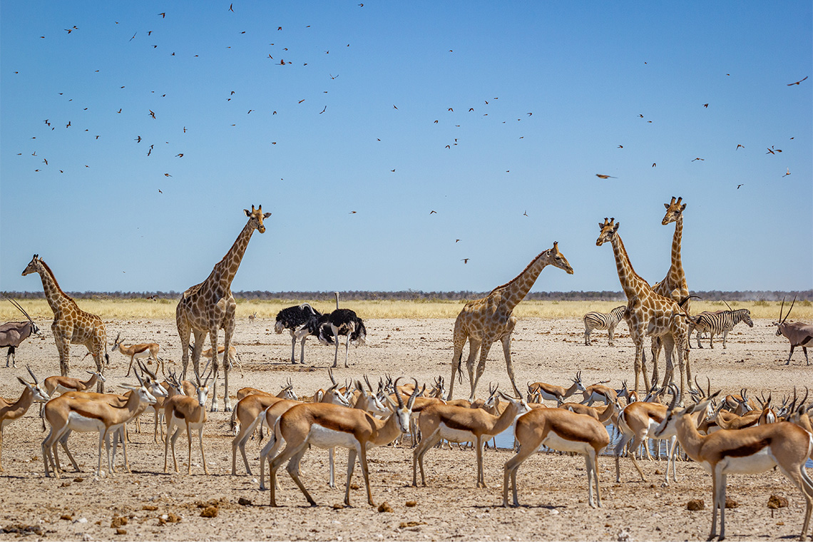 Giraffes, ostrich, gazelles, and birds all gather around a watering hole in the desert.