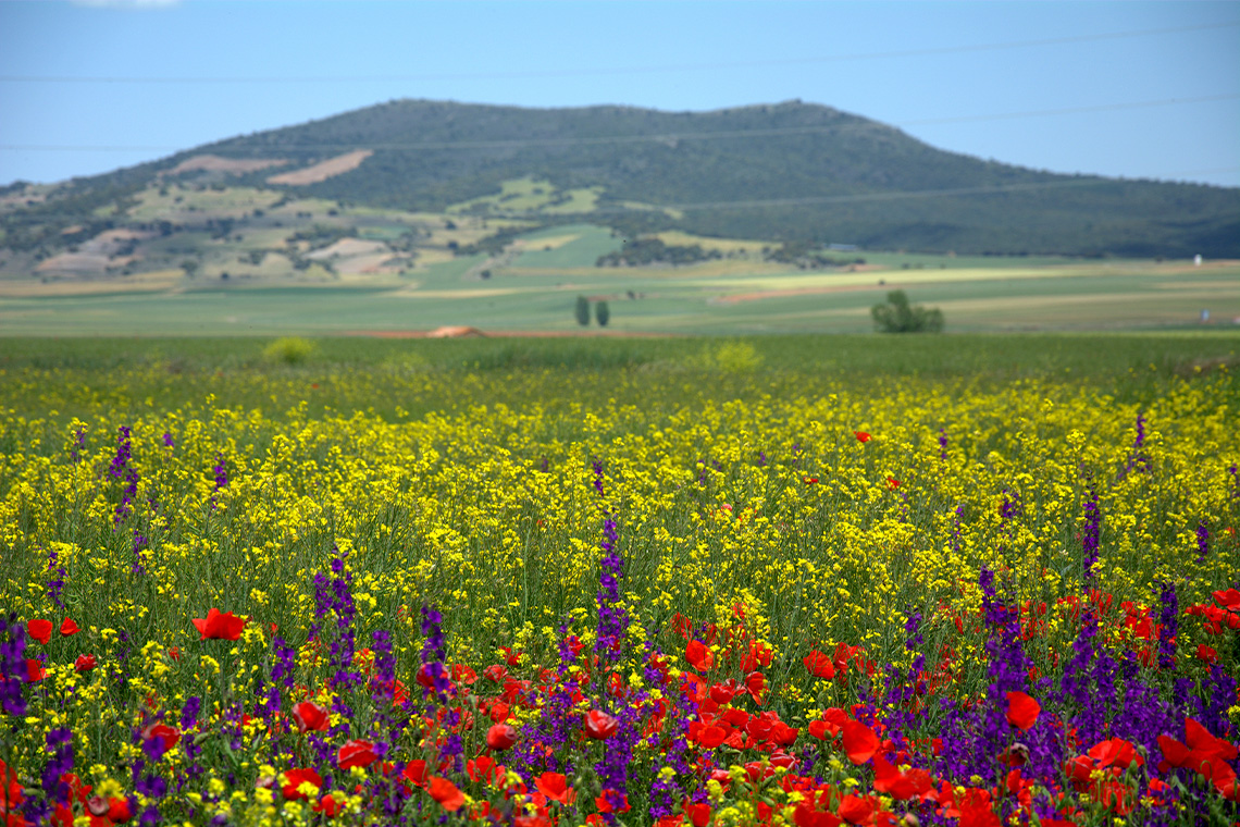 Many different types of colourful flowers in a field with tree-covered mountains in the distance.
