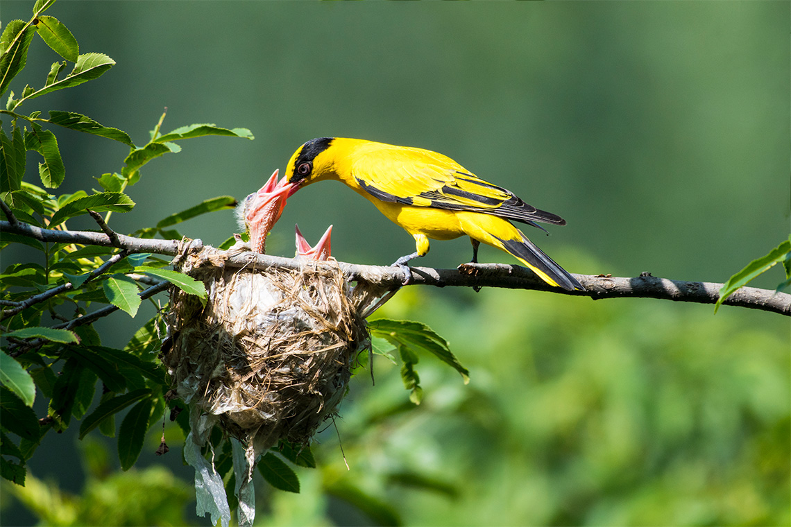 A mother oriole bird feeding her babies in their nest that hangs from a tree branch.