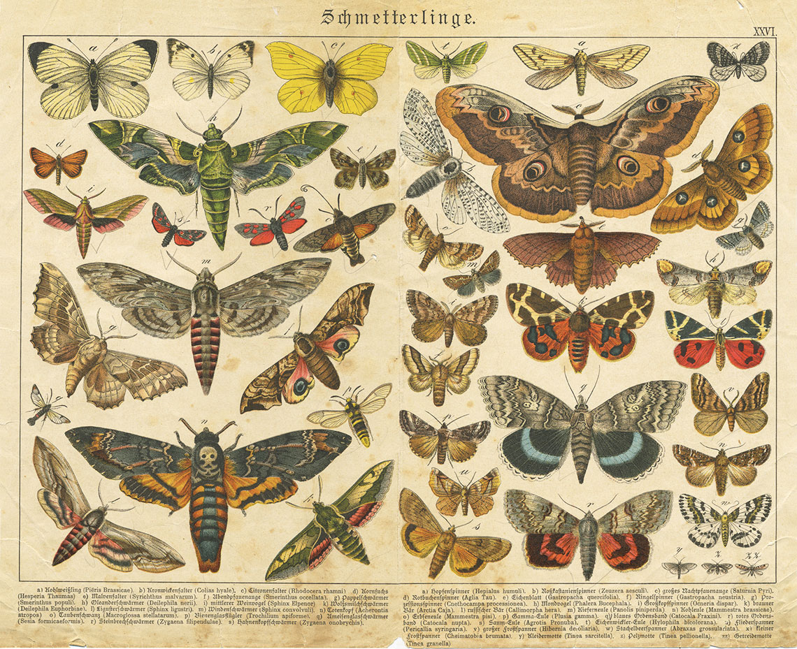 Different species of butterflies.