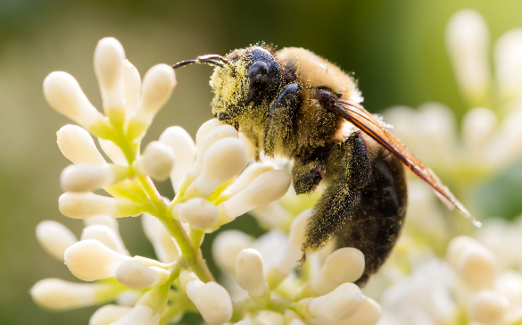 A bee covered in pollen.
