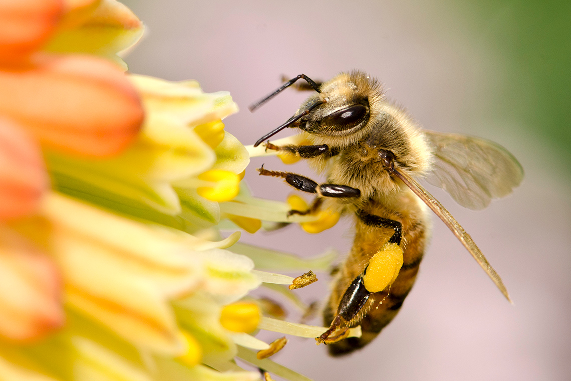 Bee pollen Bee with the sacs full of pollen on its legs.