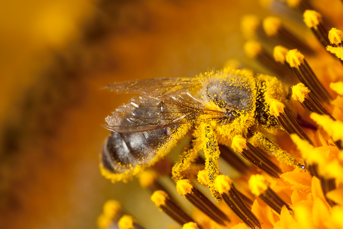 Bee and sunflower A bee covered in pollen from a sunflower.