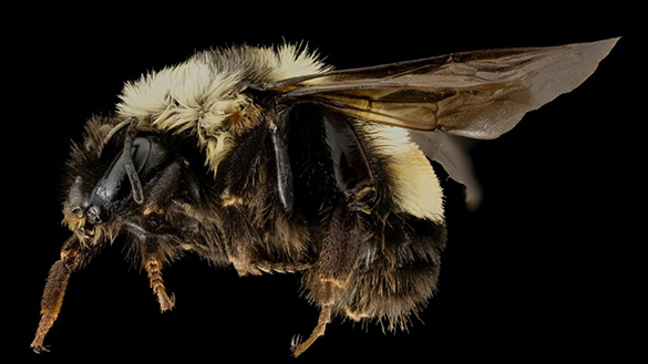 A close up photograph of a rusty-patched bumblebee.