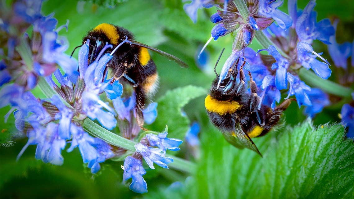 Bumblebees pollinating the flowers.