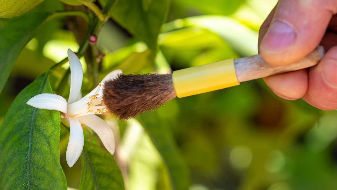 A person hold a brush to a flower.