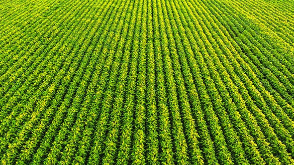 A soybean field with many rows of lush, green soybean plants.