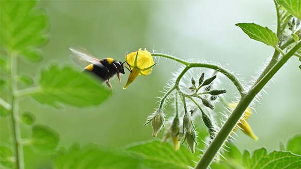 A bee flying towards a flower.