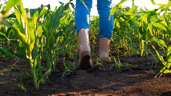 A person walking through a garden.