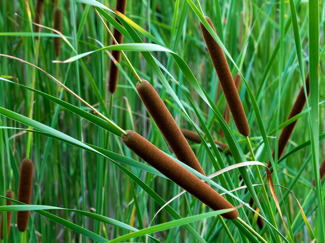 Cattails: tall, grass-like, green aquatic plants with brown reeds at the top.
