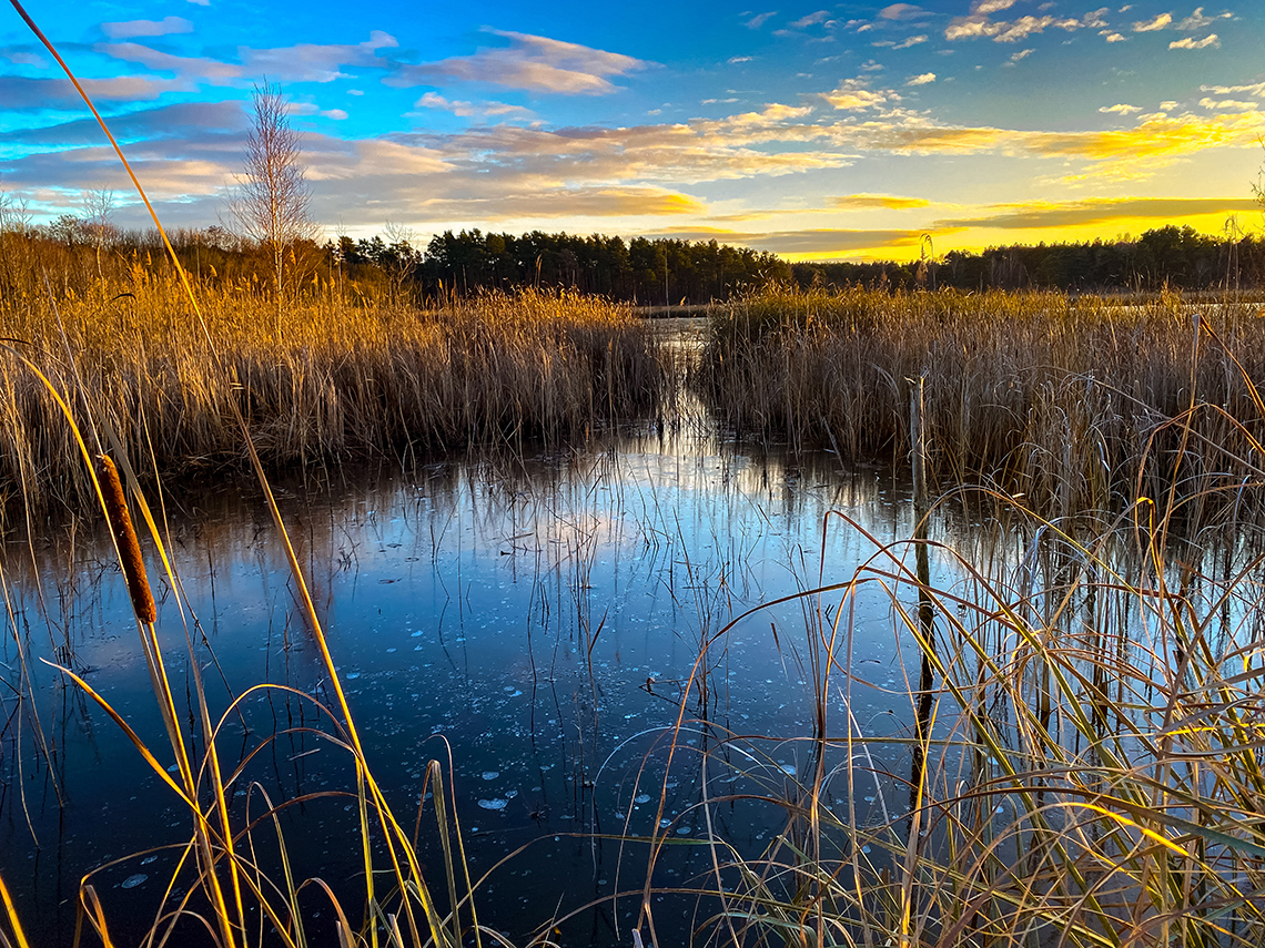 A wetland with the long stalks and bulbous top of cattails at the edge of the water.