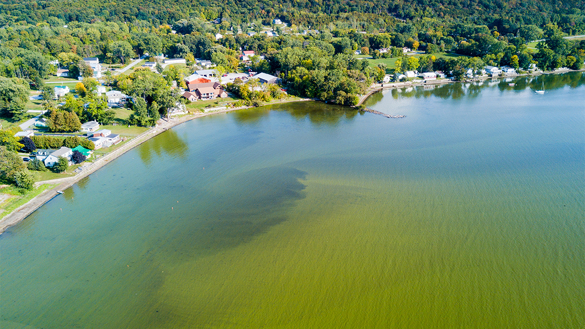 Green murky shoreline on a lake.