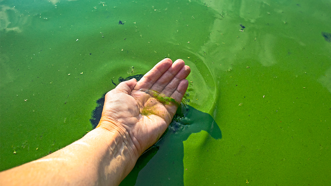 A person’s hand dipping into green slimy waters.