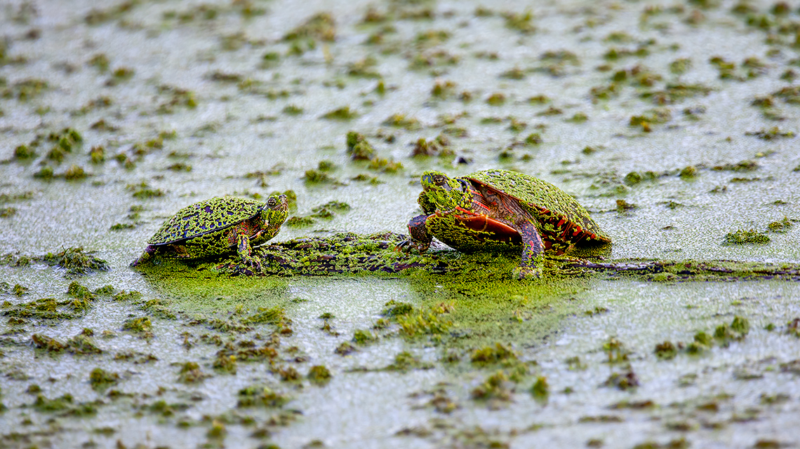 Turtles in a lake surrounded by and covered in green slime.