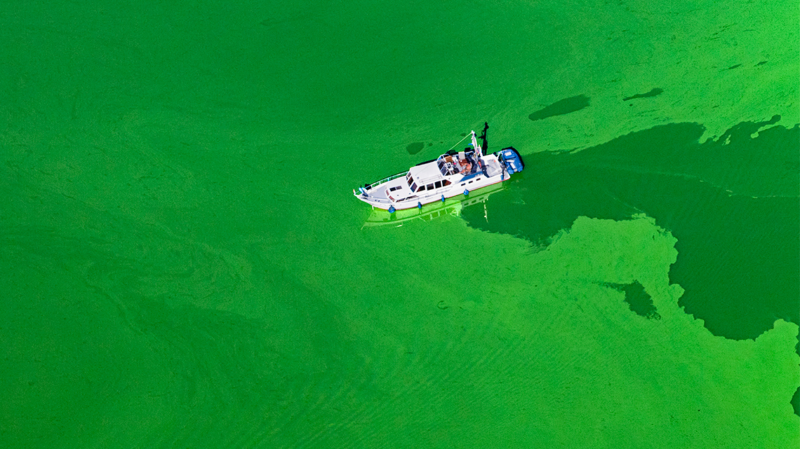 A boat travelling through bright green murk on the surface of the water.