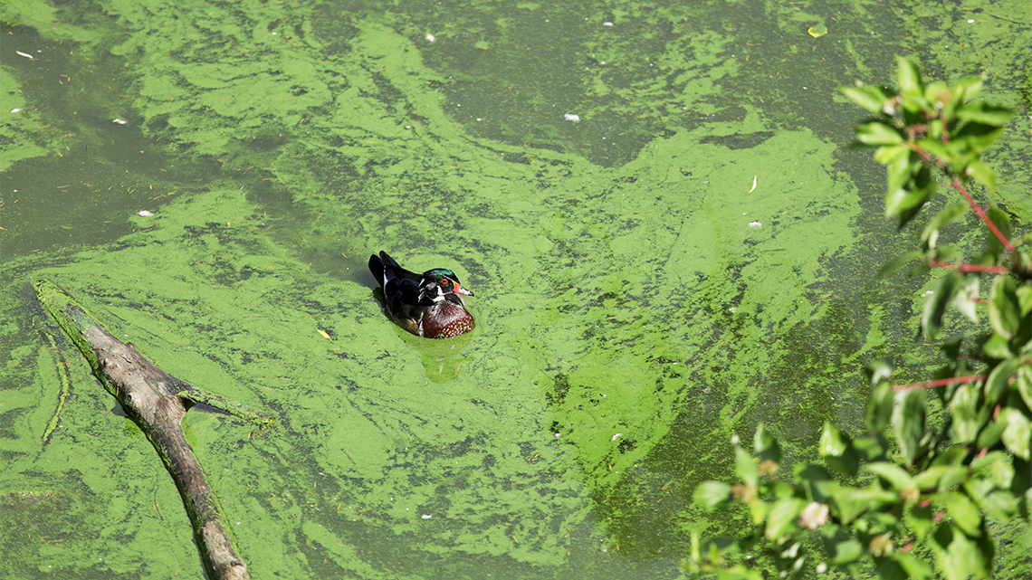 A duck swimming through swirls of green muck.