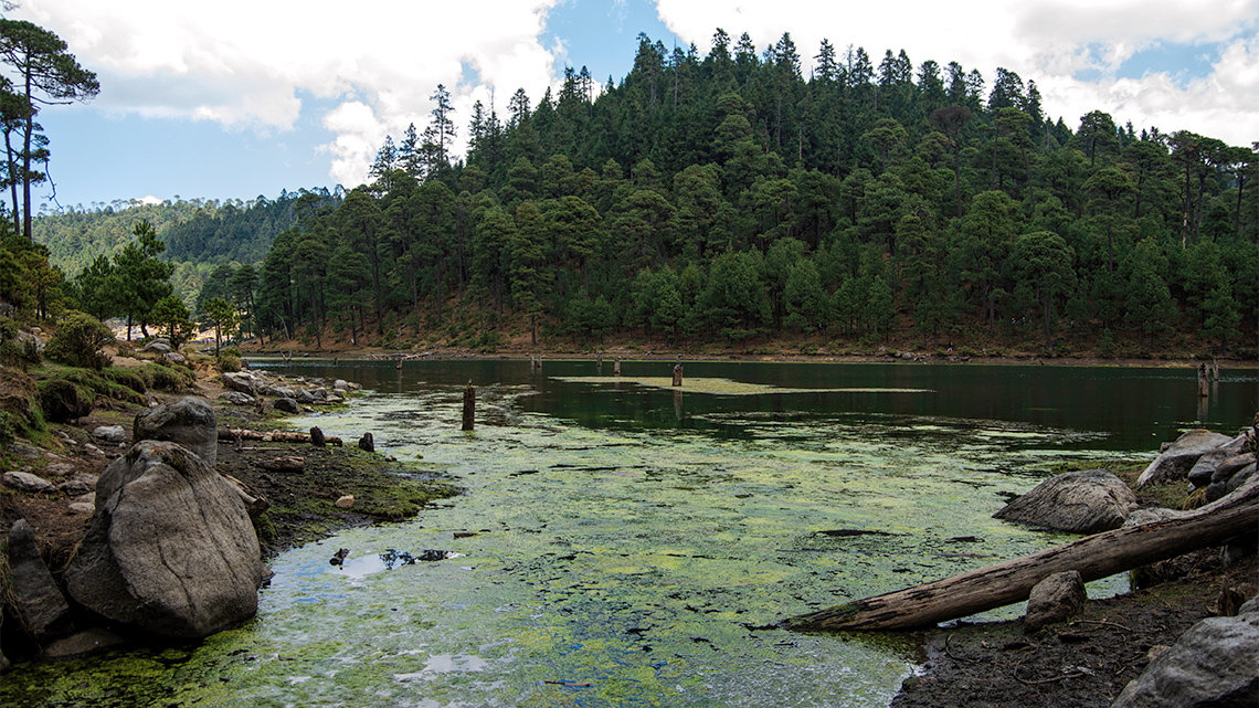 A lake covered with blue-green algae with a hill covered in trees in the background.
