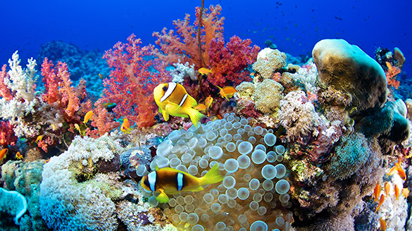 A coral reef with many different colourful fish and organisms.