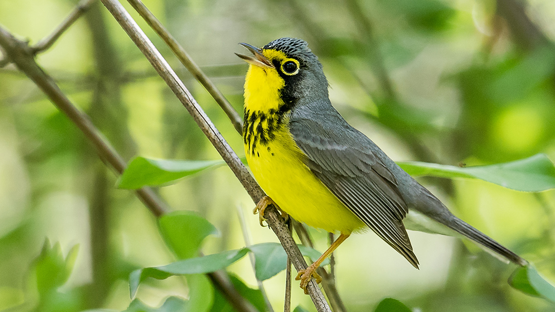 Canada warbler: a small bird with a grey body and a yellow belly.