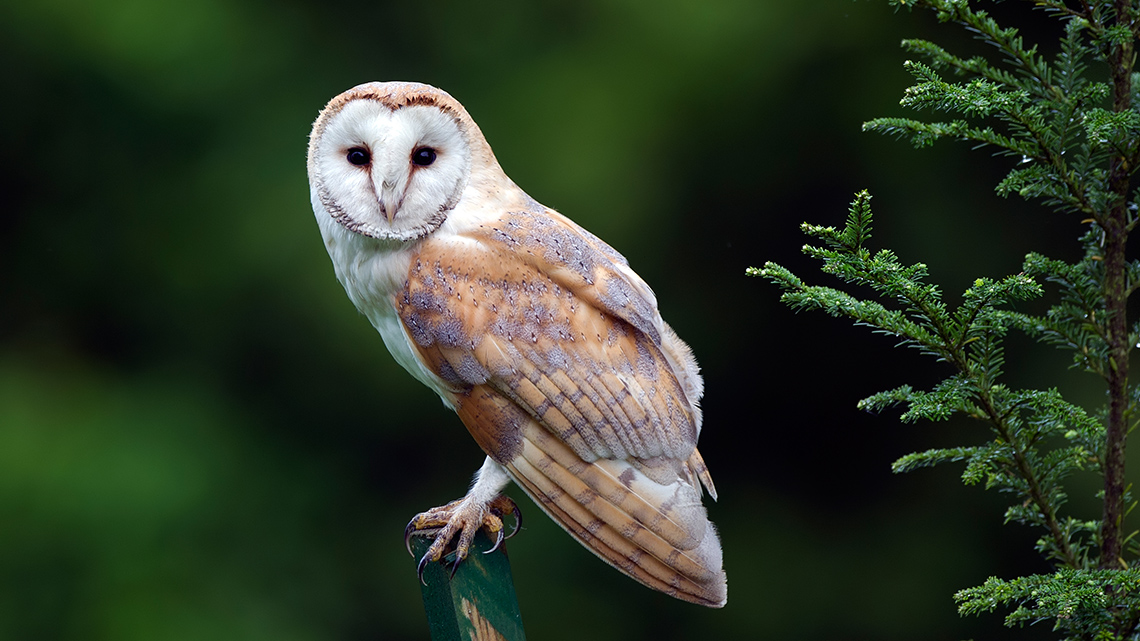 A pale owl with dark eyes and a round face perched on a branch.