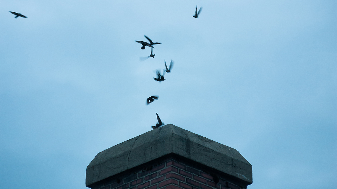 Birds flying in and out of a brick chimney.