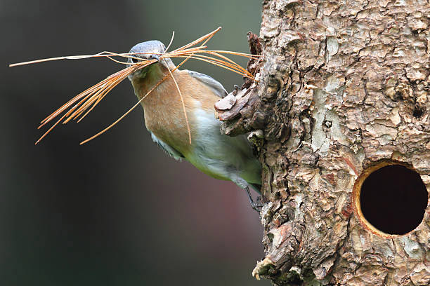 Bird on the side of a tree holding pine needles in its beak.