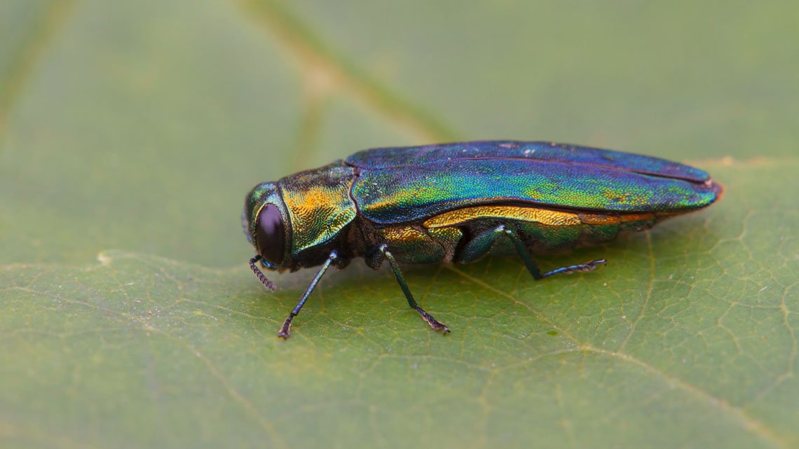 A emerald ash borer on a leaf.