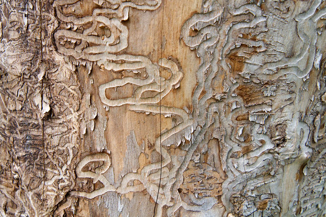 Ash Borer Traces Emerald ash borer traces on a dead tree trunk.