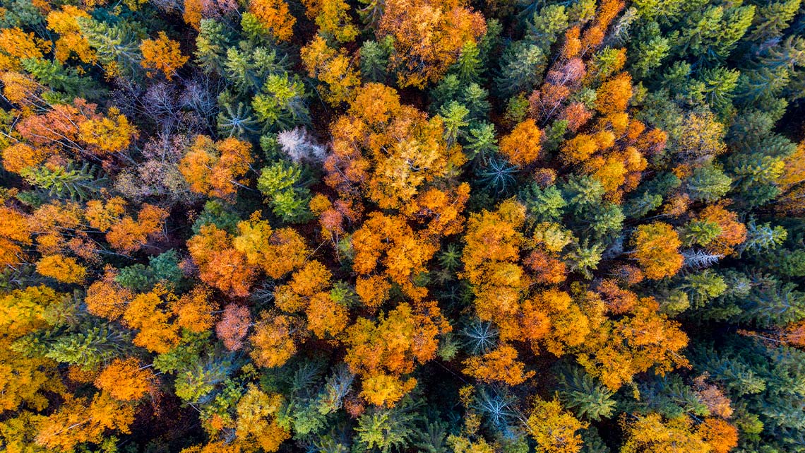 A aerial view of the top of a forest.