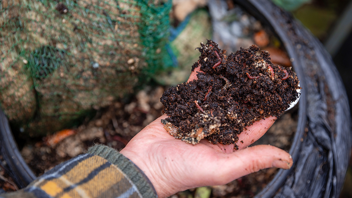 A person holding a handful of compost and worms.