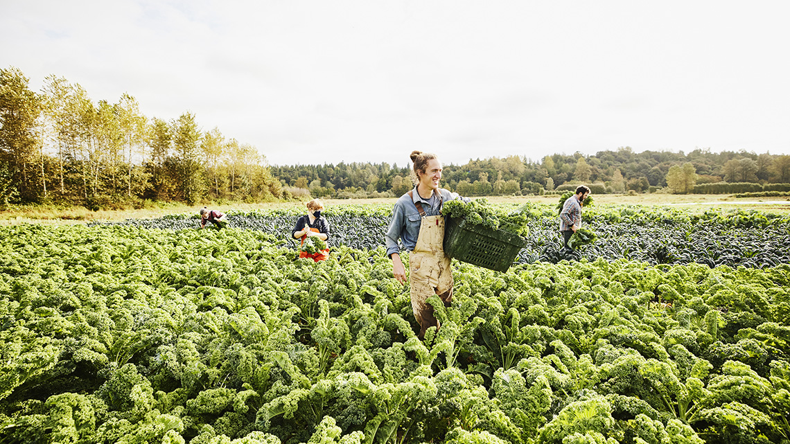 Four people in a field harvesting vegetables.
