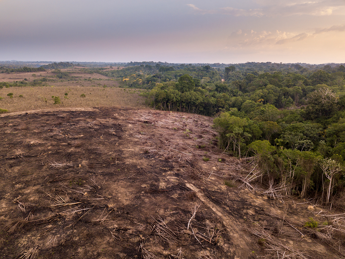 An area of a forest which has been clear cut.