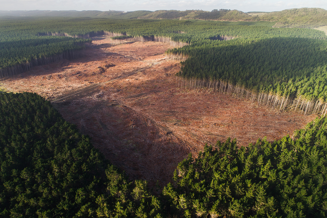 Pine trees being cut down in a forest, also known as deforestation.