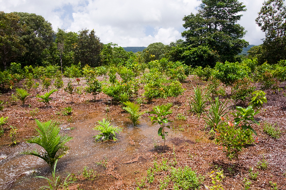Plants beginning to grow in an open field.