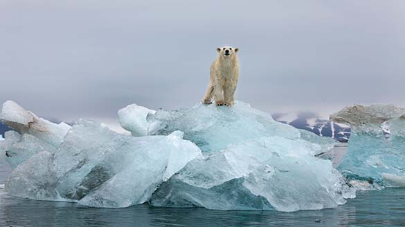 A polar bear standing on ice. In the foreground, there is water.