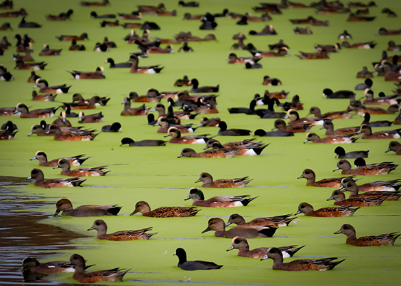 Artificial wetlands filled with algae and ducks.