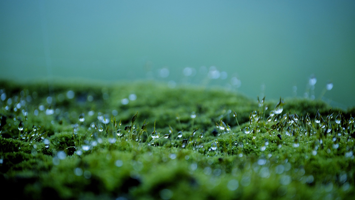Dew droplets on moss