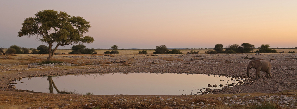 An elephant stands beside a small pool of water in the savannah.