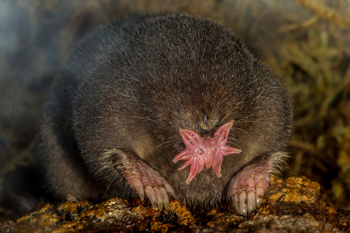 A small furry animal with a nose that looks like it has many fingers