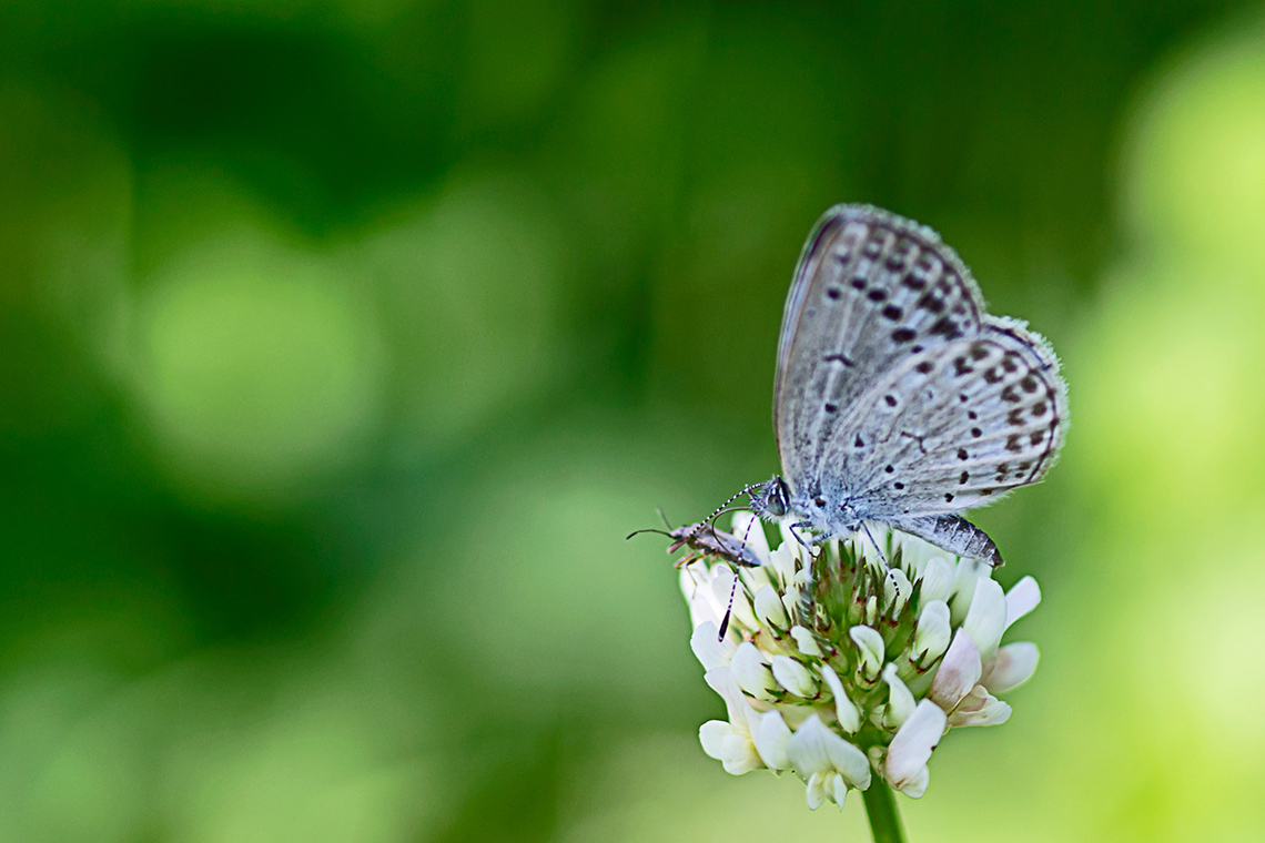 A butterfly perched on a small flower