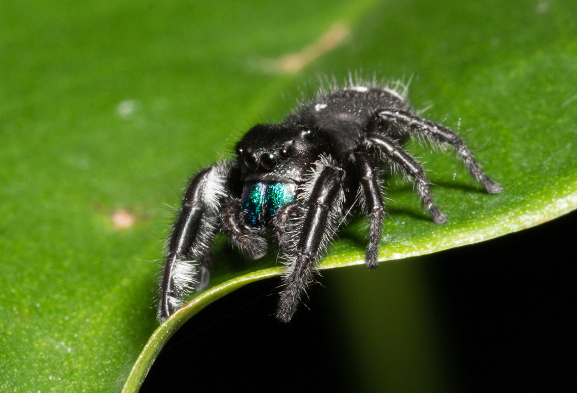 A spider on a leaf.