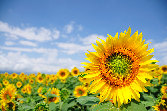 A sunflower on a sunny day