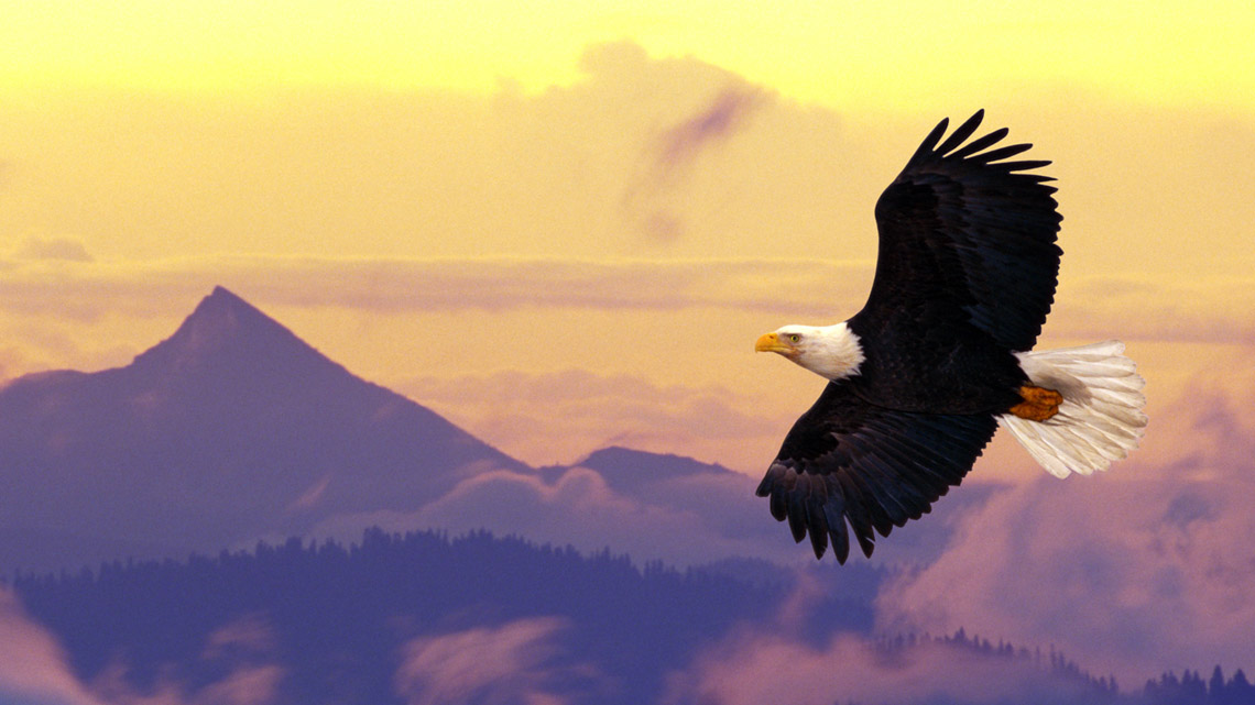 An eagle flying.