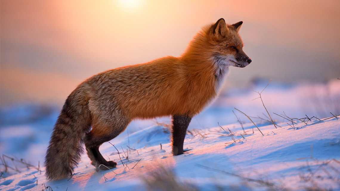 A fox in the snow
